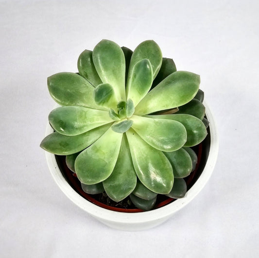 Echeveria 4"