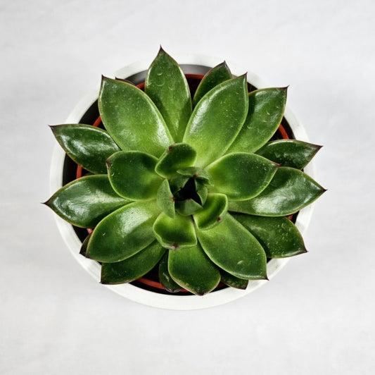 Echeveria Spotlight 4"