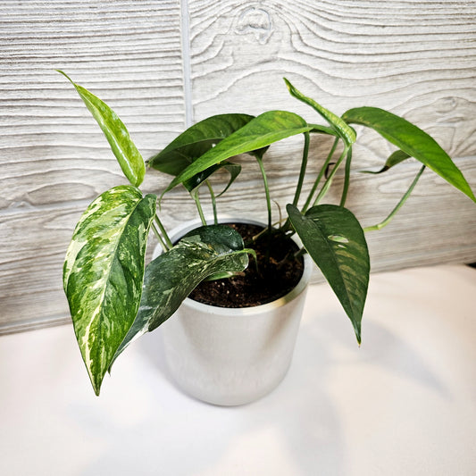 Epipremnum Albo 4"