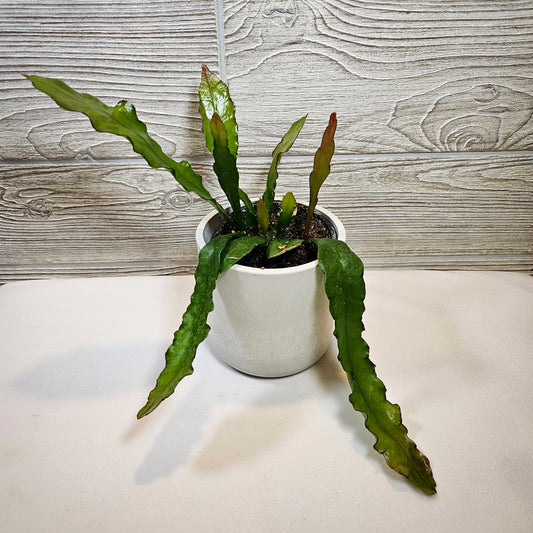 Epiphyllum Fishbone Fire 4"