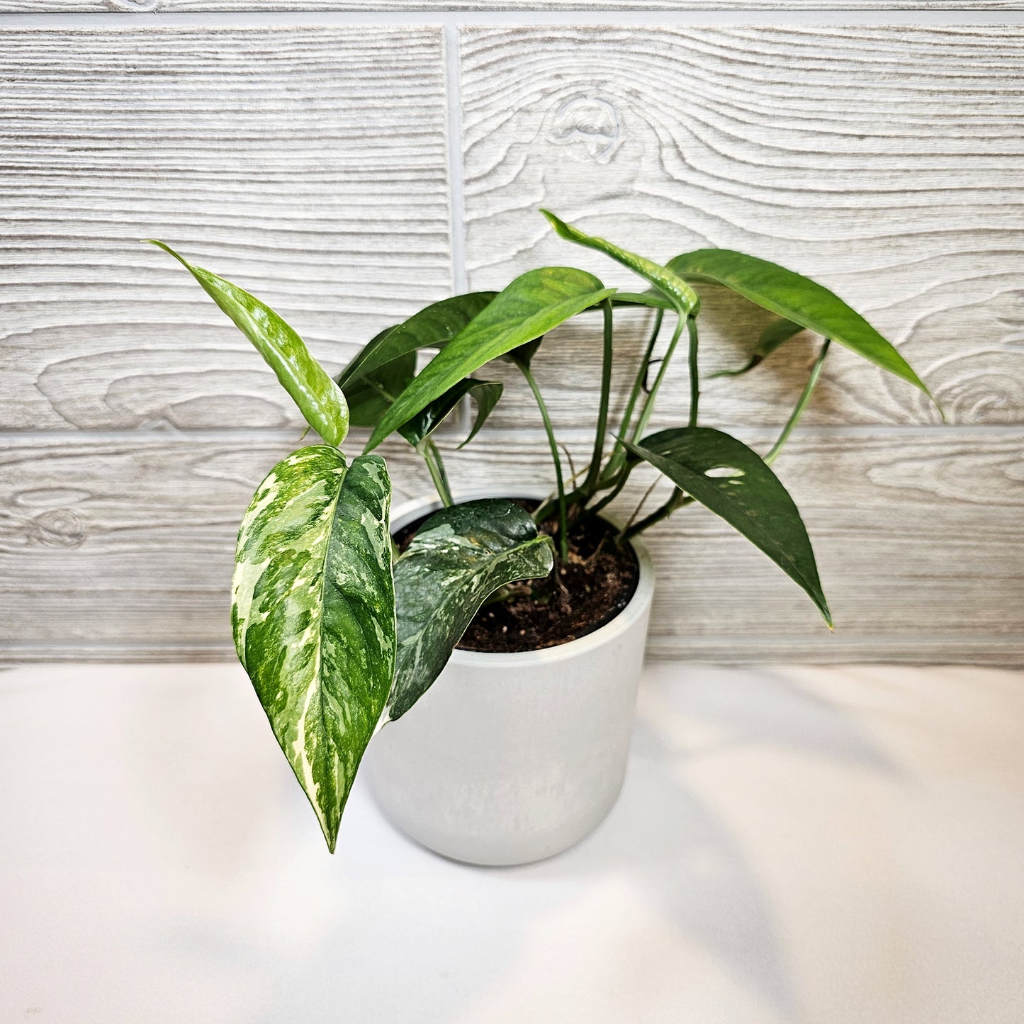 Epipremnum Albo 4"