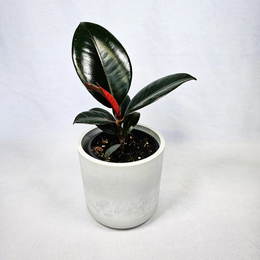 Ficus Burgundy 4"