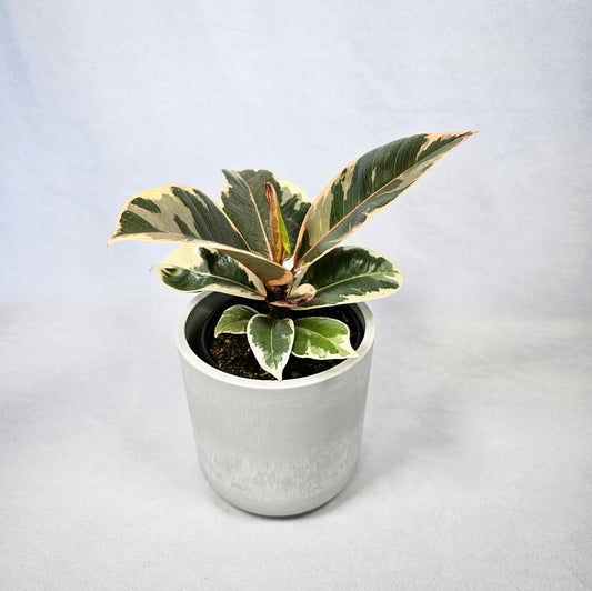 Ficus Tineke 4"