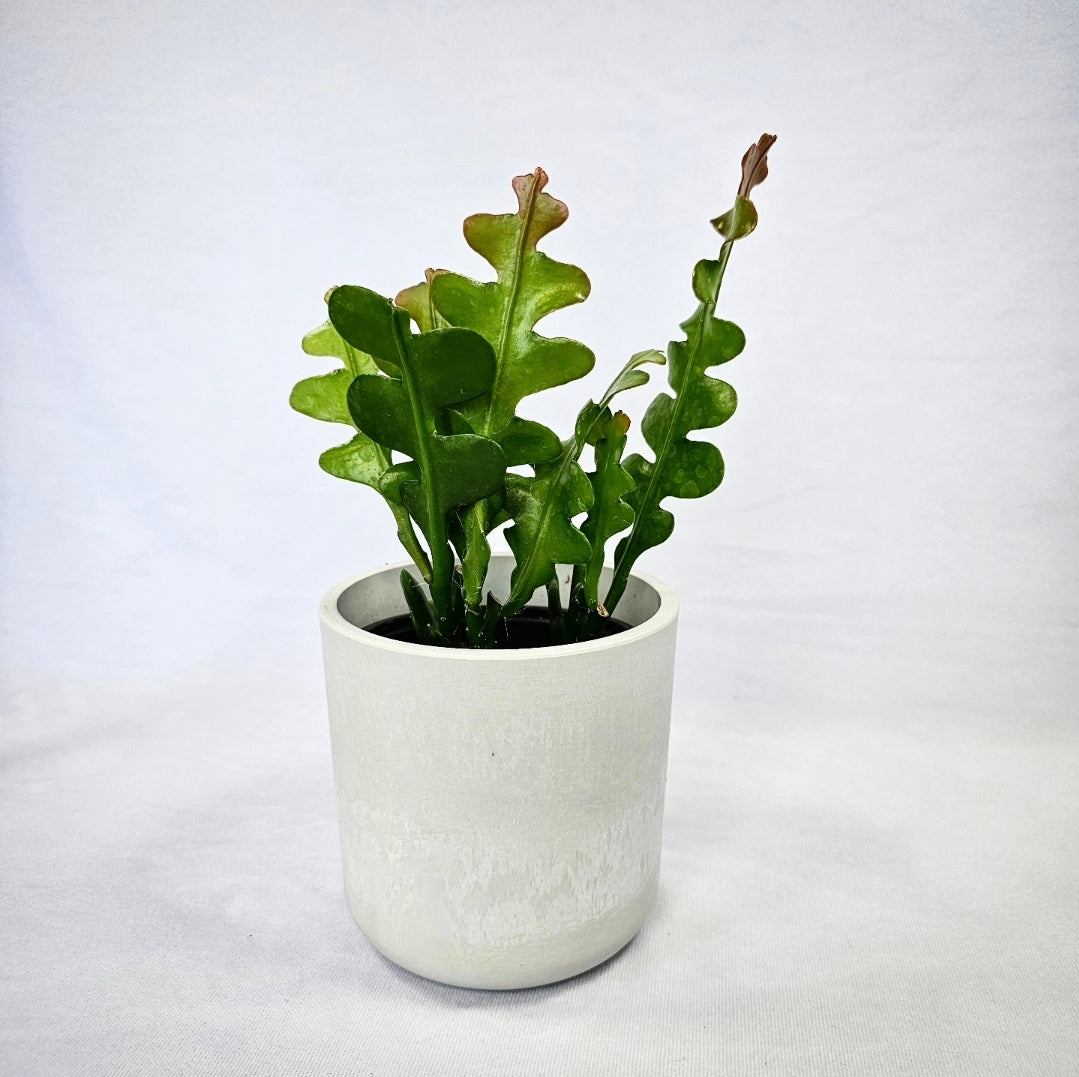 Rik Rak Fishbone Cactus 4