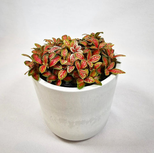 Fittonia Forest Flame 4"