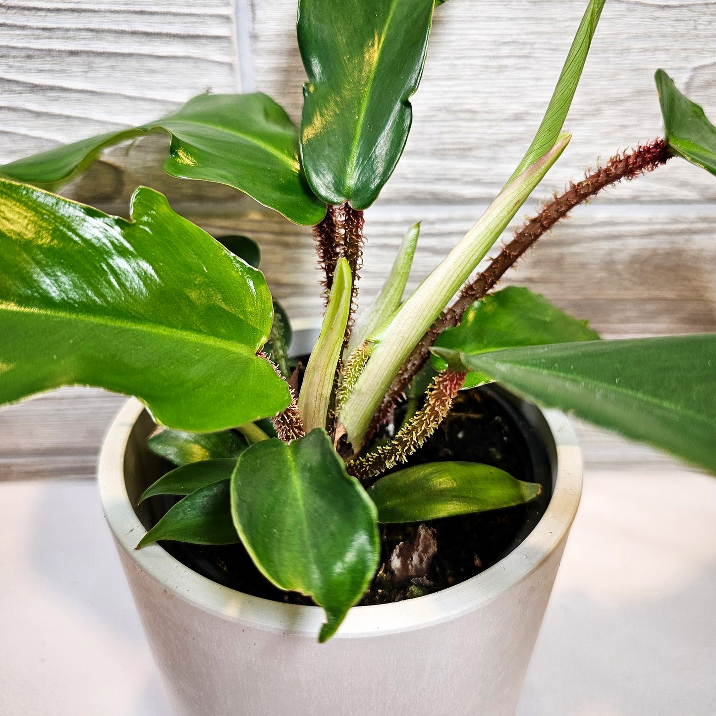 Philodendron Squamiferum 4"