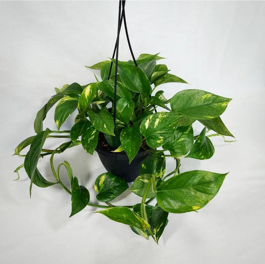 Golden Pothos Hanging Basket 6.5"