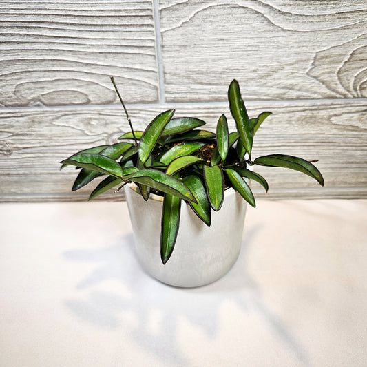 Hoya Wayetti 4"