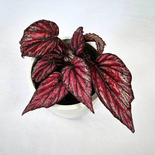 Rex Begonia Hugh Mclaughlin 4"