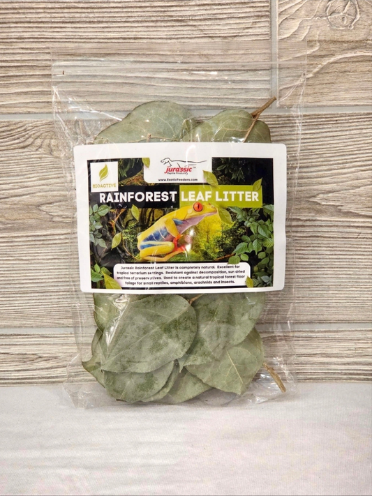 Rainforest Leaf Litter
