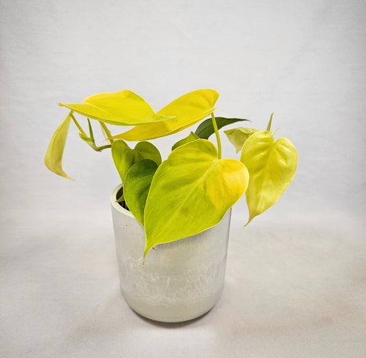 Lemon Lime Heartleaf Philodendron 4"