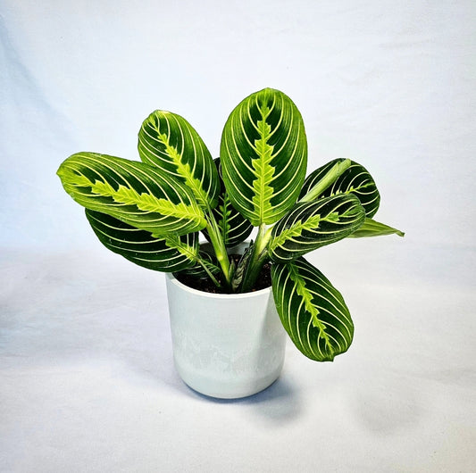 Lemon Lime Maranta 4"