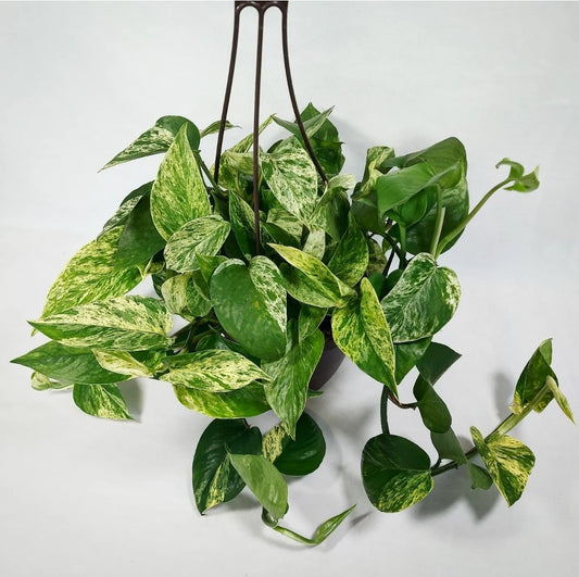 Marble Pothos Hanging Basket 6.5"