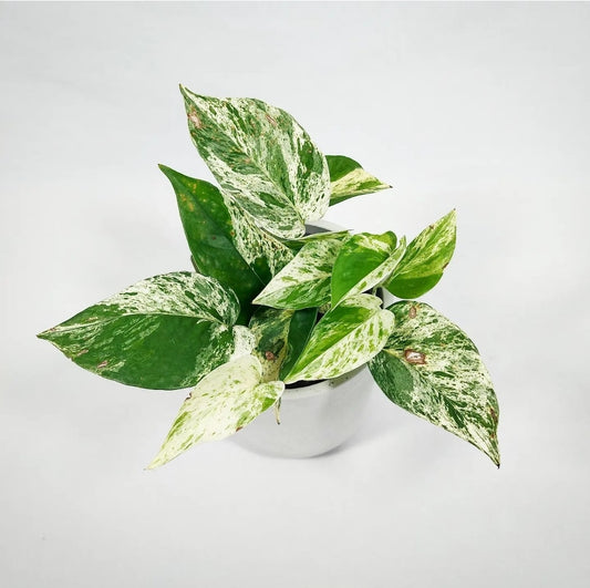 Marble Queen Pothos 4"