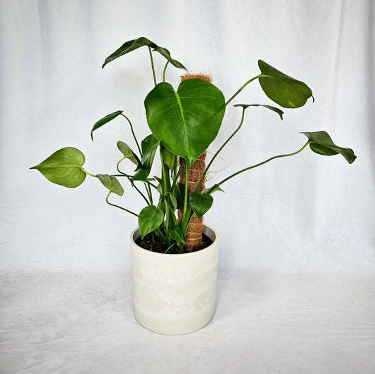 Monstera with Coir Pole 6"