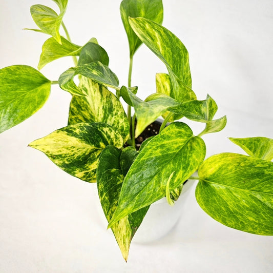 Neon Queen Pothos 4"