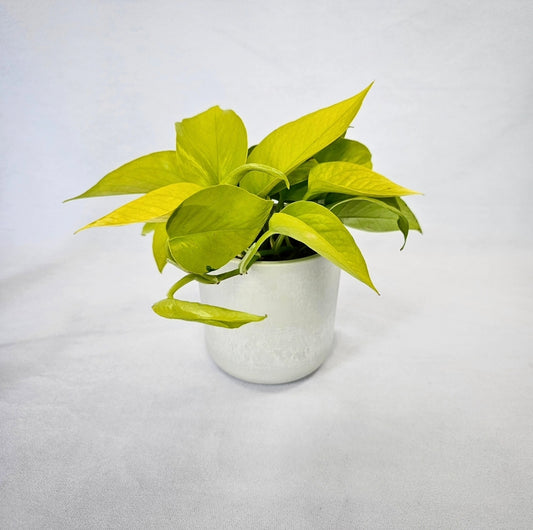 Neon Pothos 4"