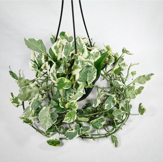 Pearl and Jade Pothos Hanging Basket 6.5"