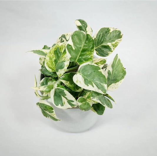 Pearl and Jade Pothos 4"