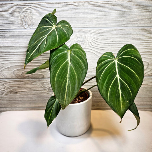 Philodendron Gloriosum 4"