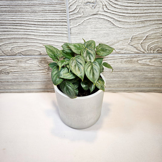 Philodendron Sodiroi Giant Silver 4"