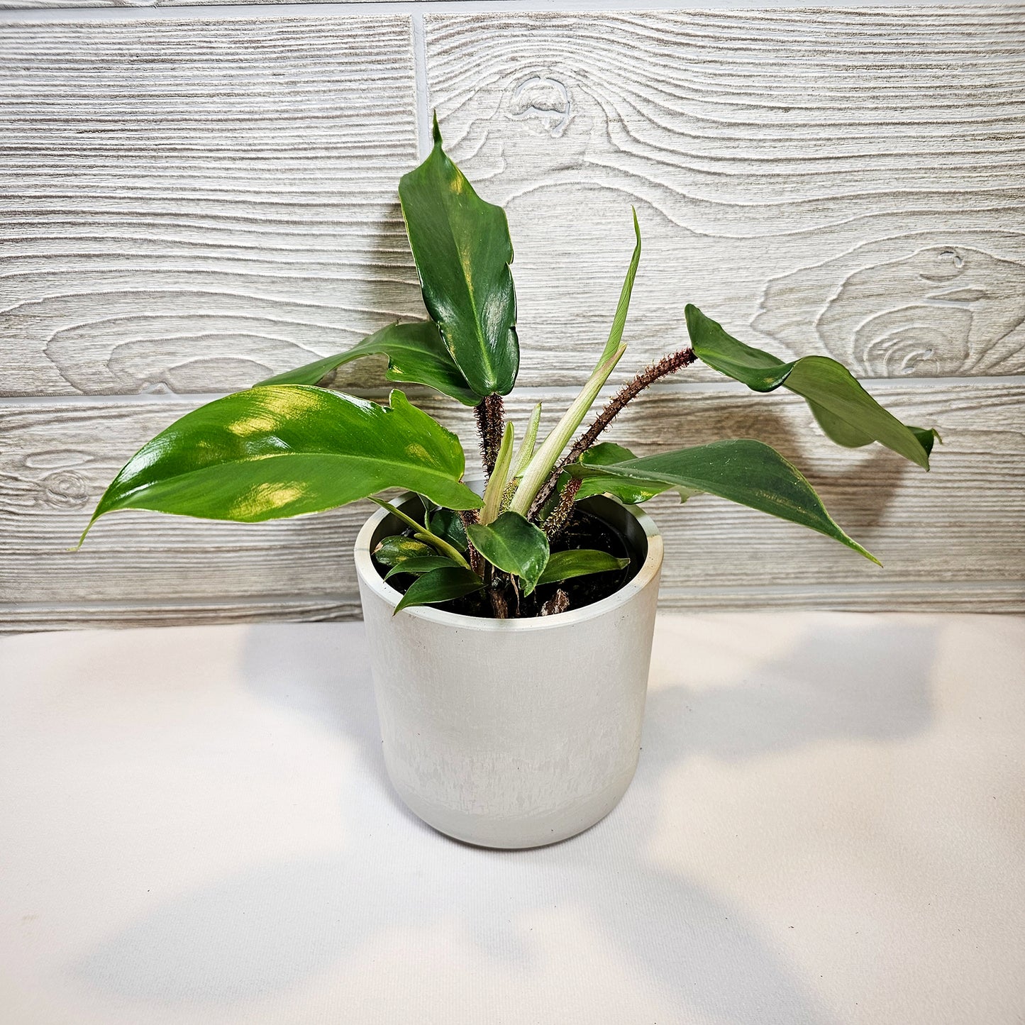 Philodendron Squamiferum 4"