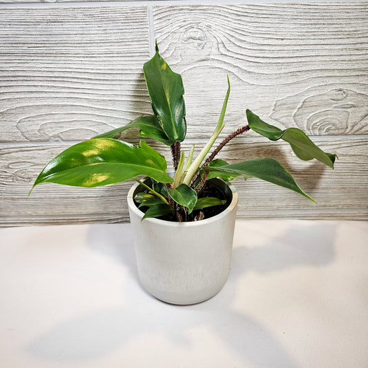 Philodendron Squamiferum 4"
