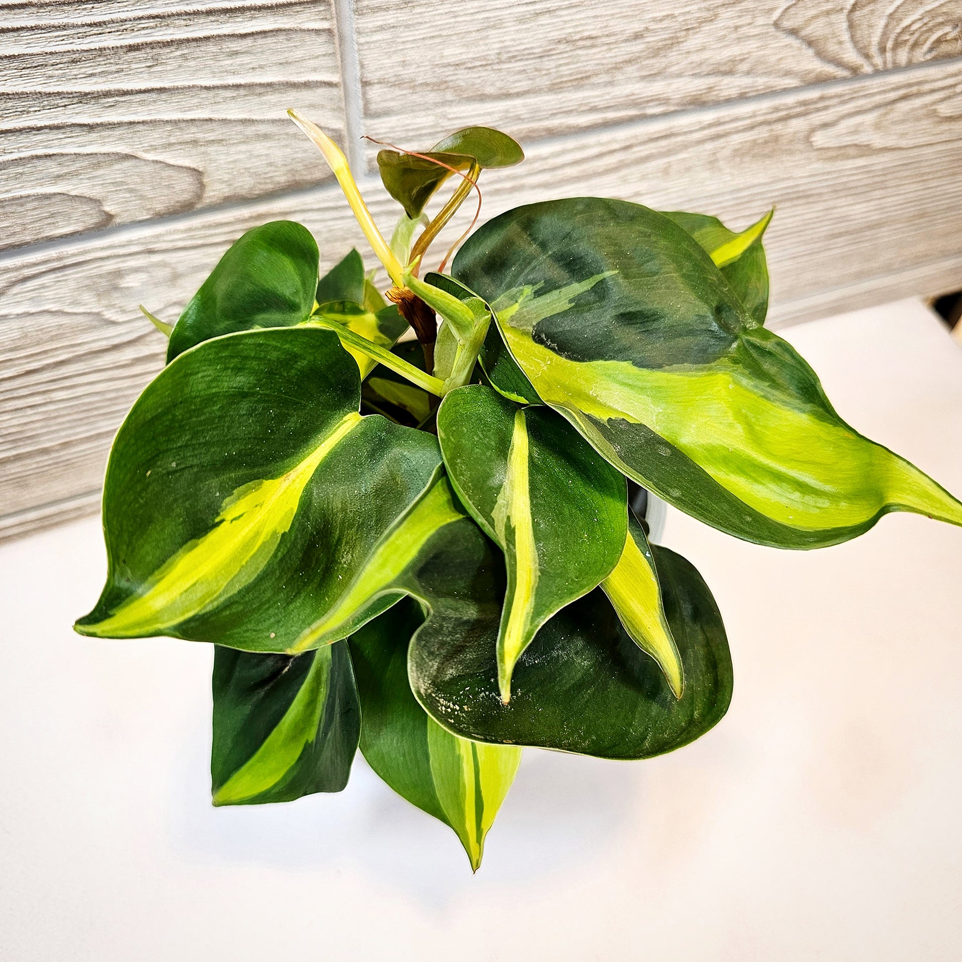 lemon stripe philodendron Philodendron Lemon Stripes 4" – Aurorea Inc