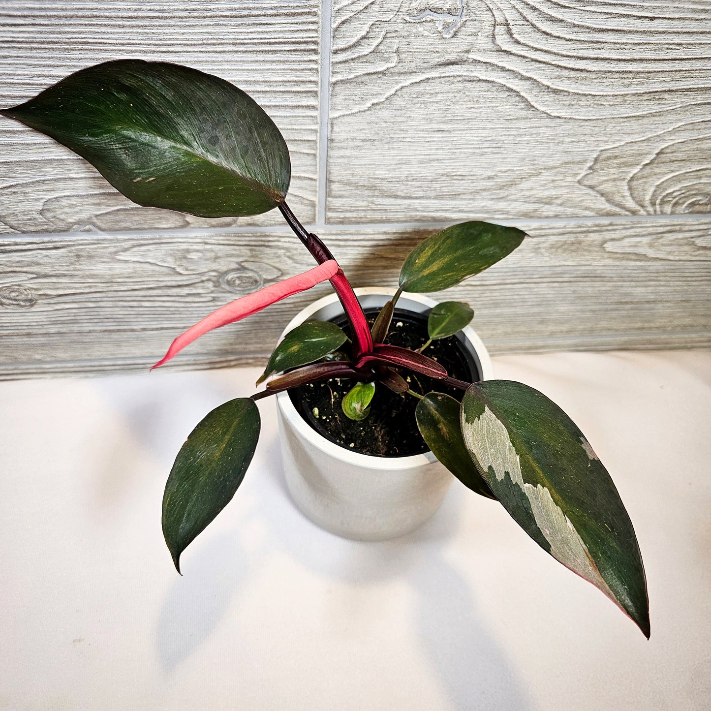 Philodendron Pink Princess 4"