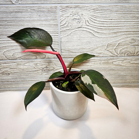 Philodendron Pink Princess 4"