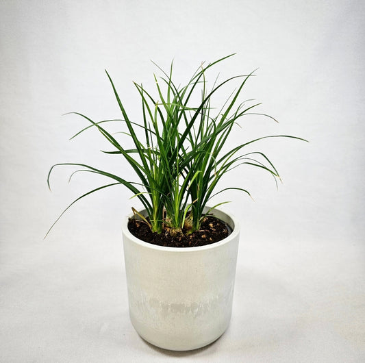 Ponytail Palm 4"