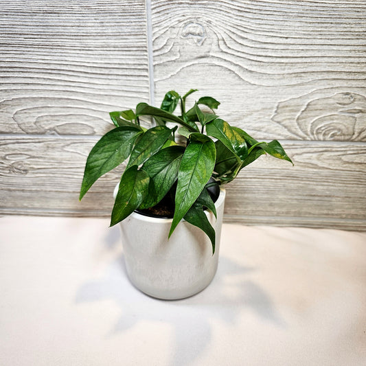 Baltic Blue Pothos