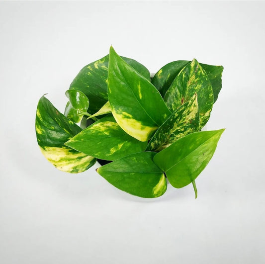 Golden Pothos 4"