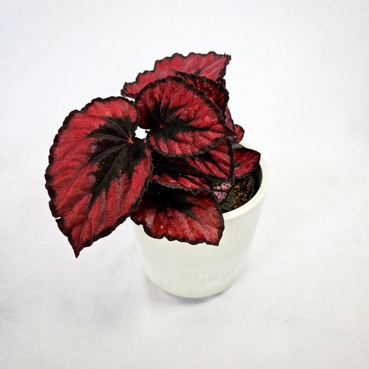 Rex Begonia Red Kiss 4"