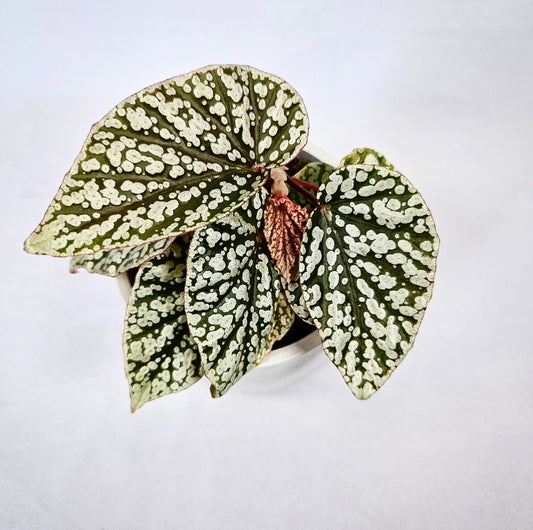 Rex Begonia Snowcap 4"