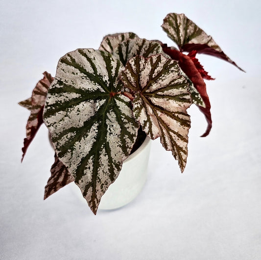 Begonia Rex 4"