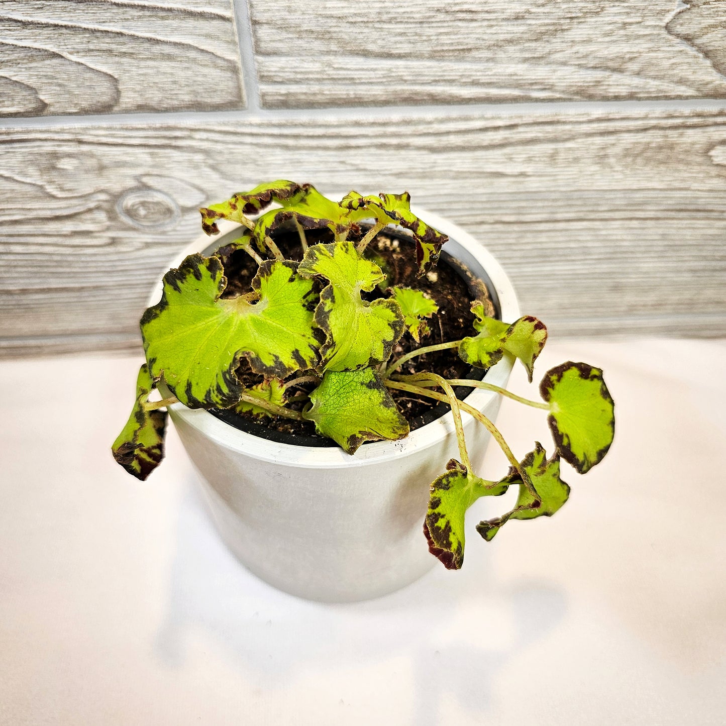 Begonia River Niles 4"