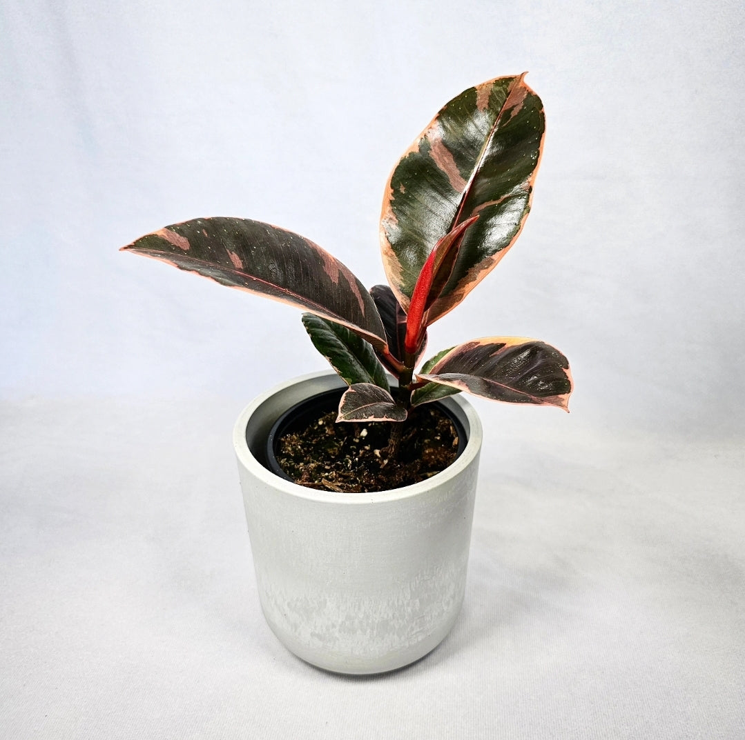 10 Inch Ficus Ruby Ficus Ruby 4