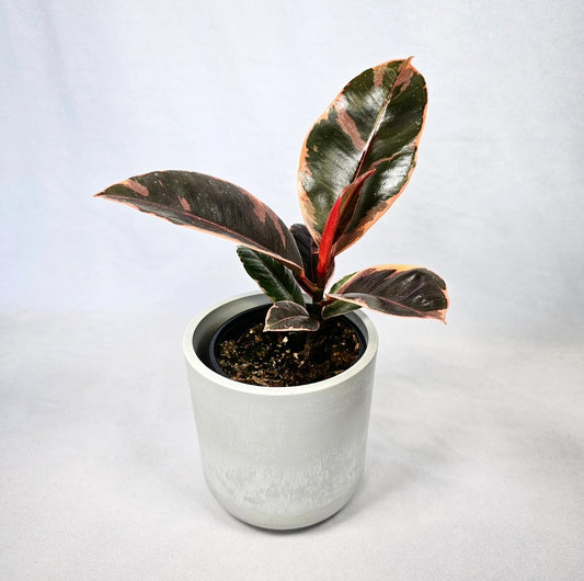 Ficus Ruby 4"