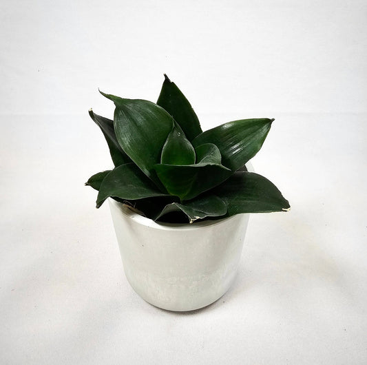 Sansevieria Hanhii 4"