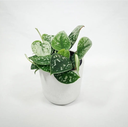 Satin Pothos 4"