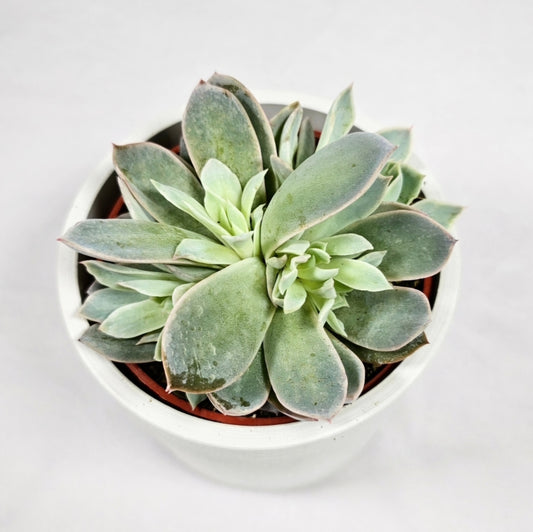 Echeveria Spark 4"