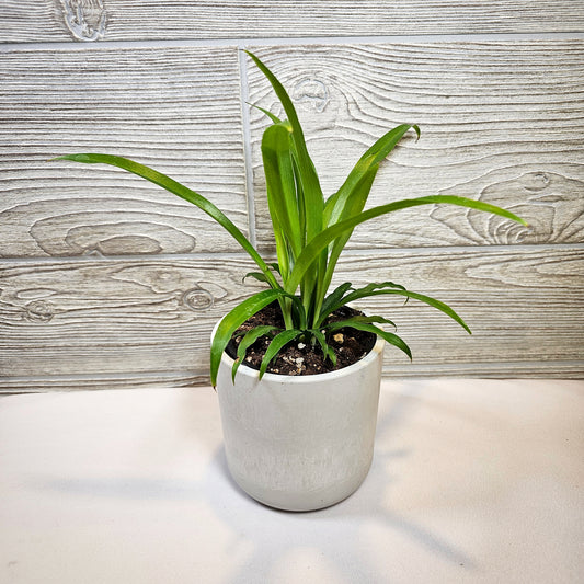 Green Spider Plant 4"