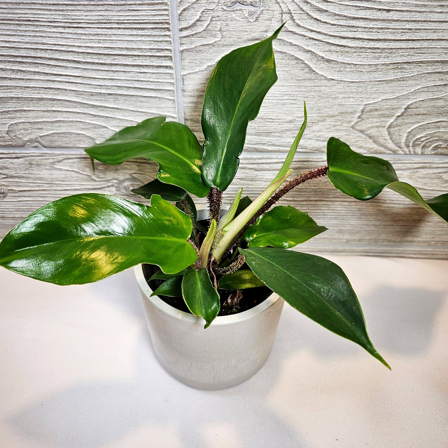 Philodendron Squamiferum 4"