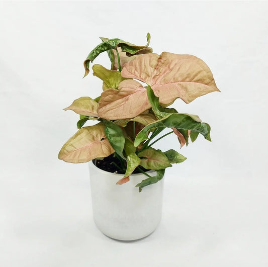 Syngonium Strawberry Cream 4"