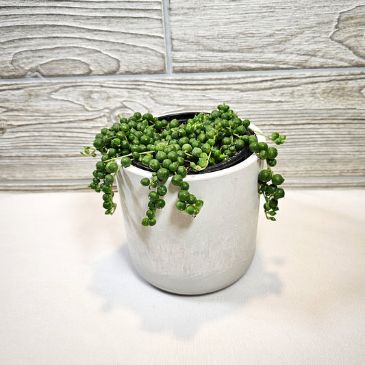 String of Pearls 4"