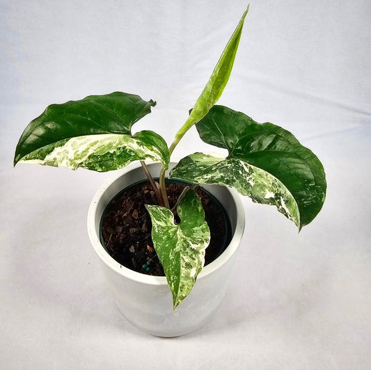 Syngonium Albo 4"