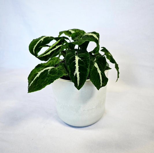 Syngonium Wendlandii 4"