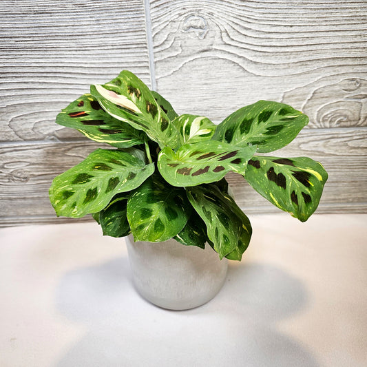Kim Beauty Maranta 4"