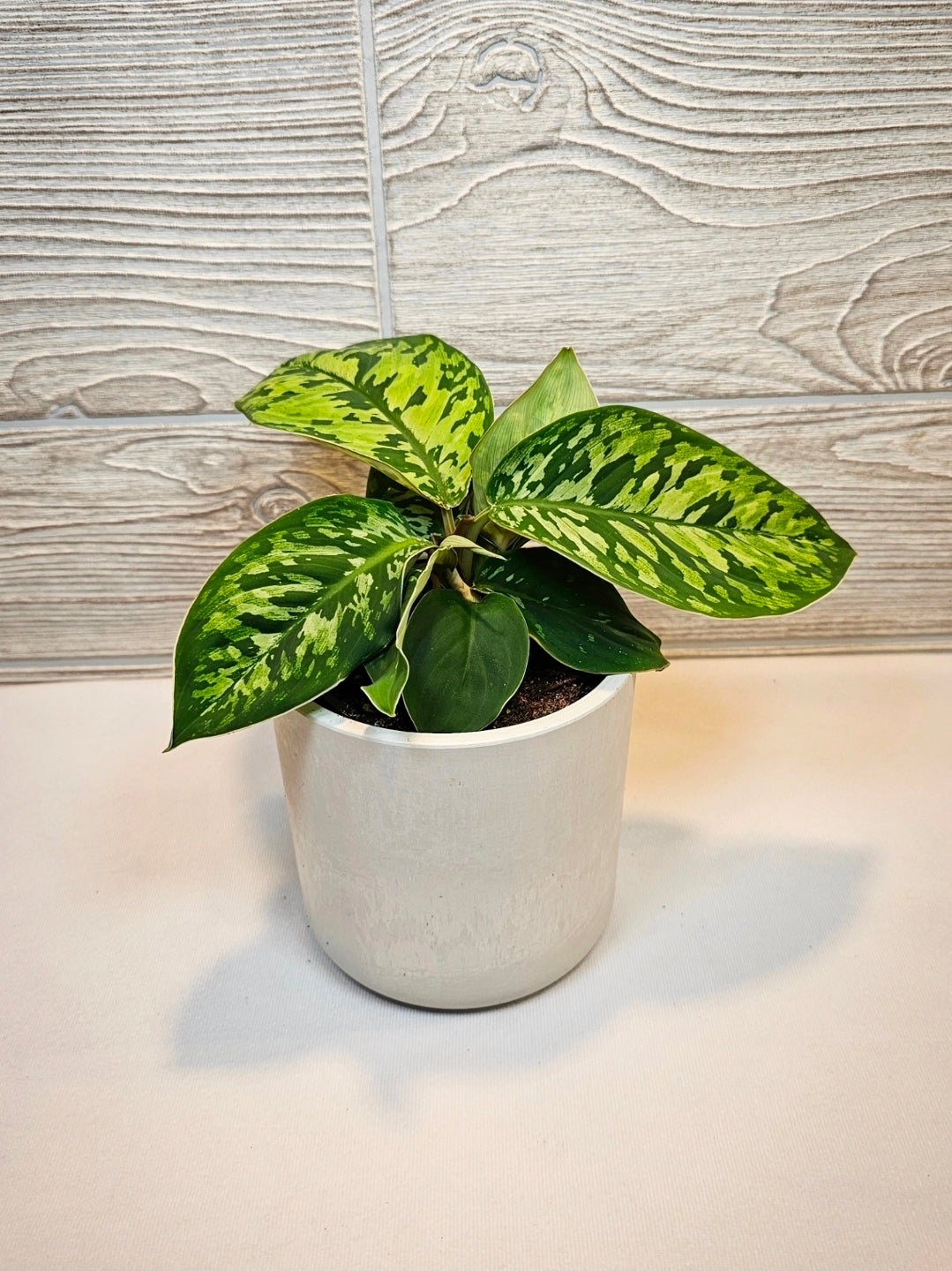 Homalomena Camouflauge 4"